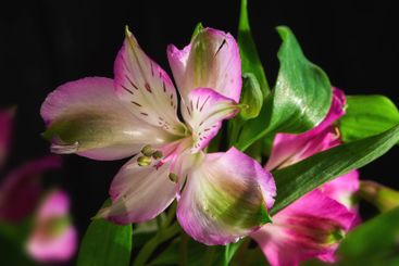 Nature, spring and still life with flowers on black...