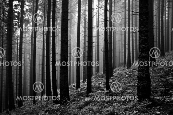 Dimma i skogen