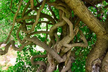 Nature s Artwork Twisted Tree Branches Intertwined in a...