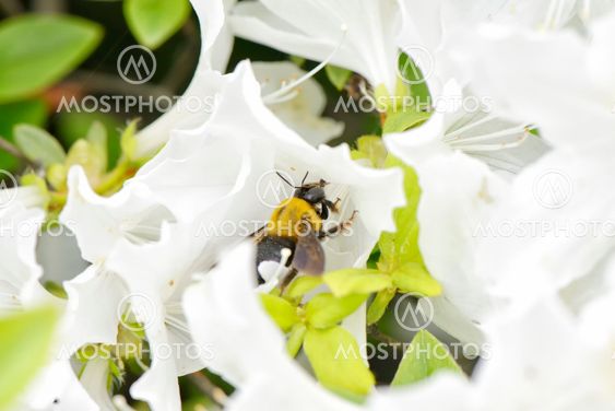 closeup of a bee on a white azalea flower