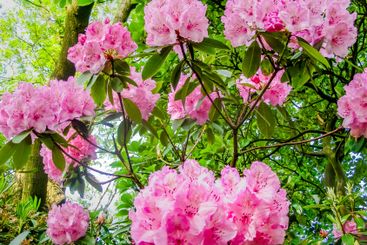 Beautiful pink rhododendron flowers in bloom