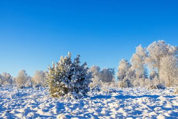 Snowy juniper tree on a moor a cold sunny winter day