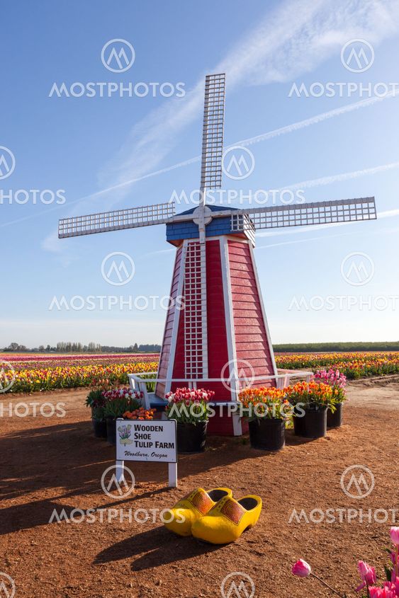 The Wooden Shoe Tulip Farm