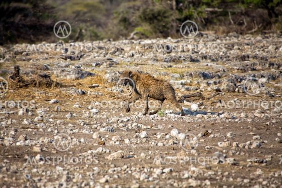 Spotted hyaena in etosha national park namibia africa