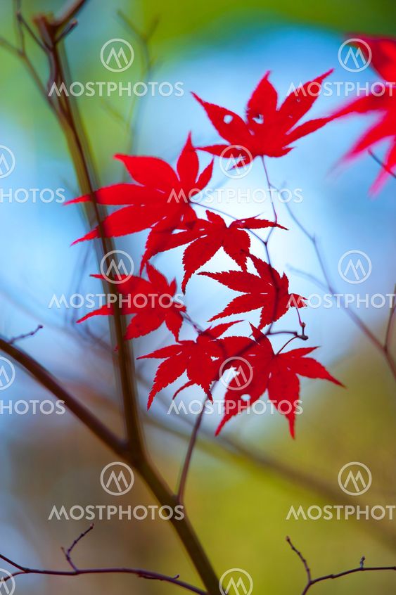 Fall foliage