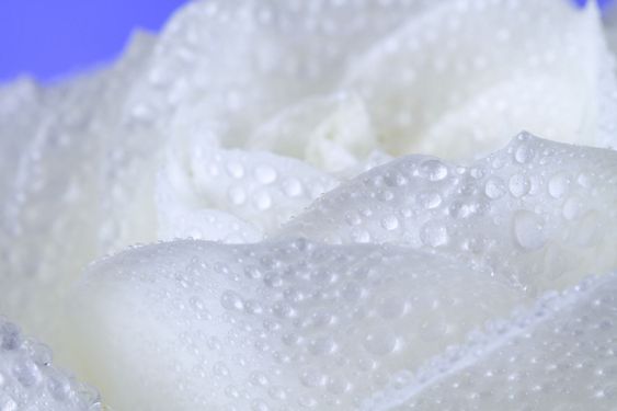 Wet rose