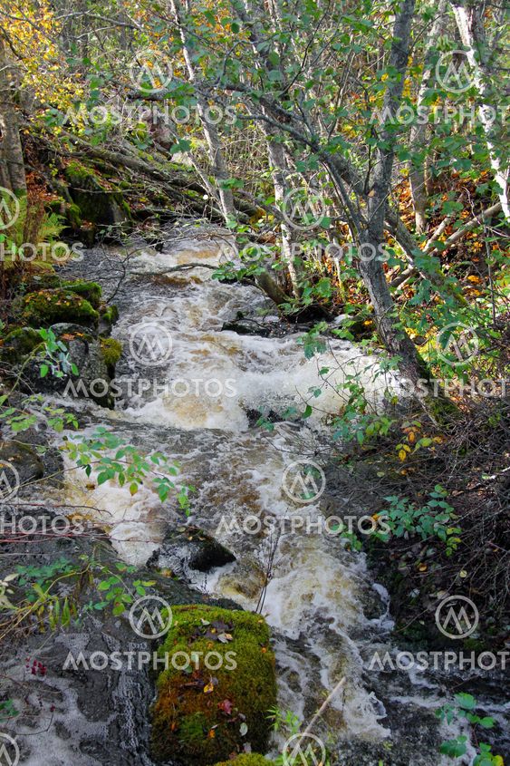 Small Natural Brook