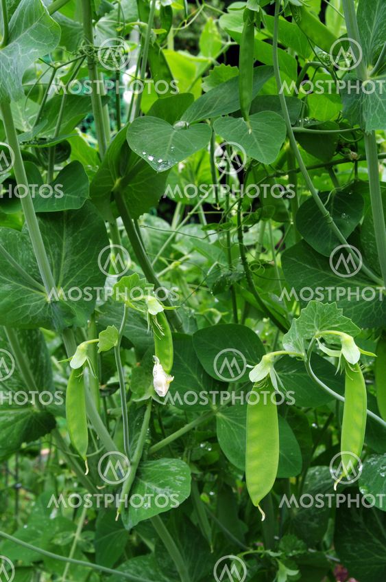 Pea pods on the vine