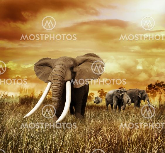 Elephants At Sunset