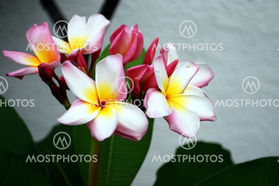 beautiful plumeria flowers