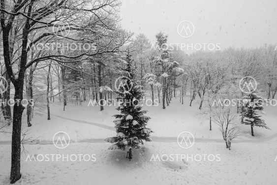 Snow covered winter trees with no leaves