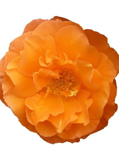 Orange Rose Flower Isolated on White Background