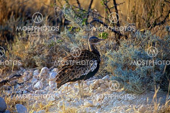 A bird in etosha national park Namibia
