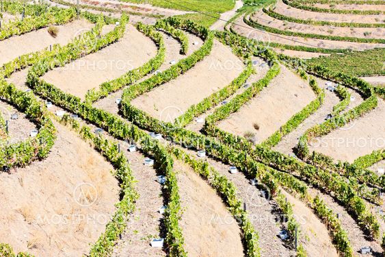 vineyars in Douro Valley, Portugal