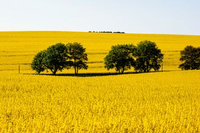 Rapsfält i Skåne
