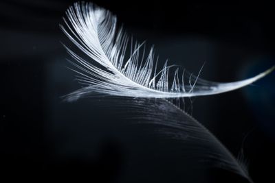 water lying on the tips of a white bird's feather