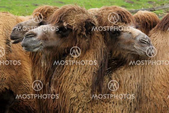 Camel Meeting
