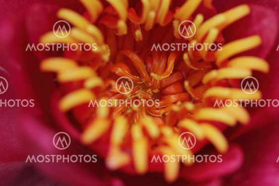 Pink water lily