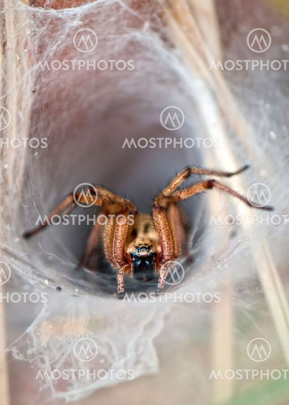 Wolf Spider