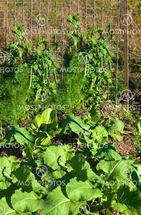 Spring time organic vegetable garden