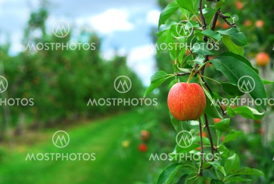 Apple orchard