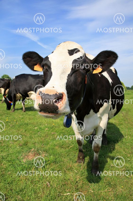 Welcoming cow