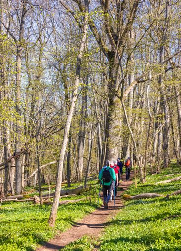 Hikers on a forest path with budding trees a beautiful...