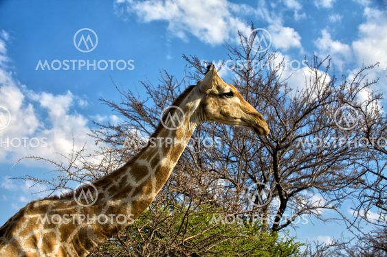 a giraffe in front of a tree in etosha national park namibia