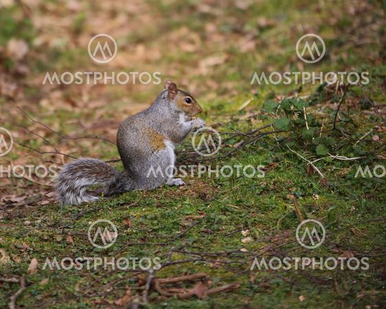 Grey squirrel eating a nut