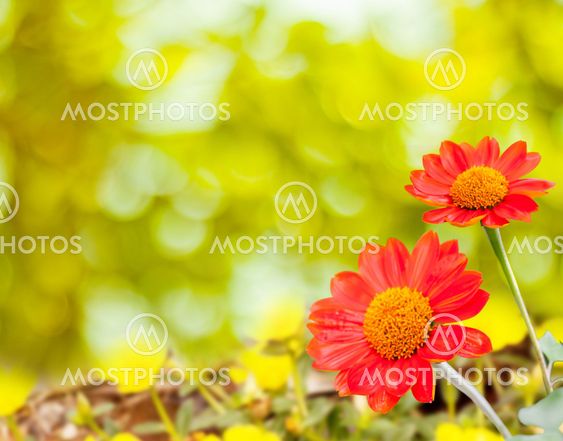 Mexican Sunflower Weed
