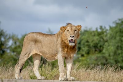 Male Lion standing on the road.