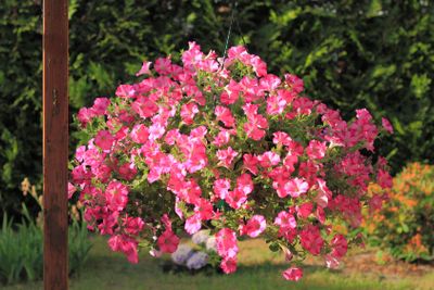 Flowering petunia