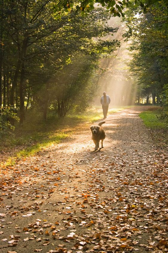 Man and dog