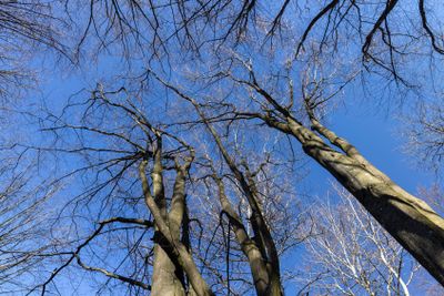 deciduous trees in the park in the spring season