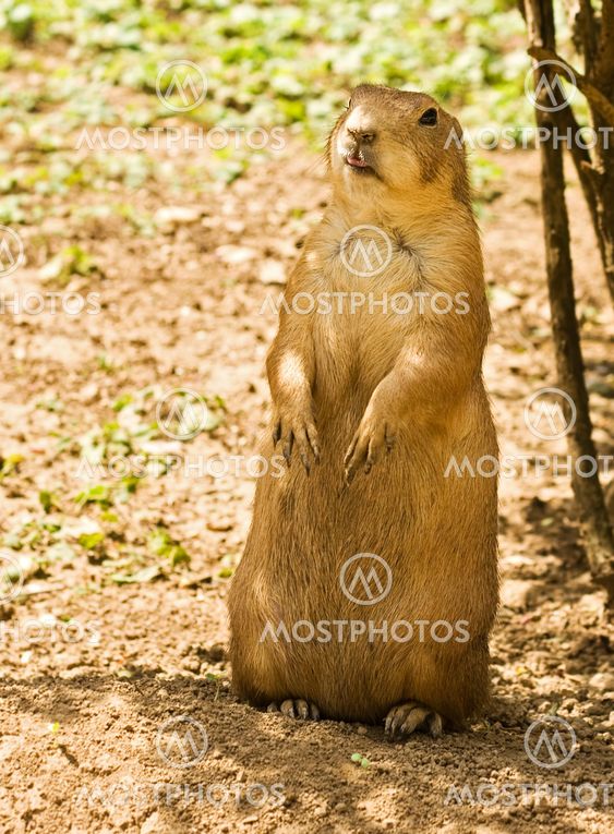Vigilant prairie dog