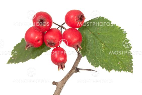 hawthorn
