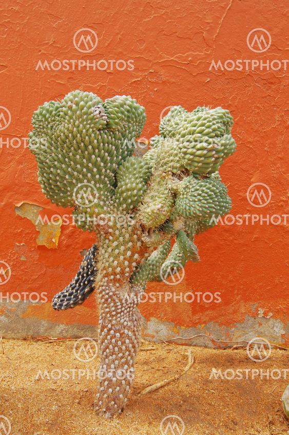Cactus