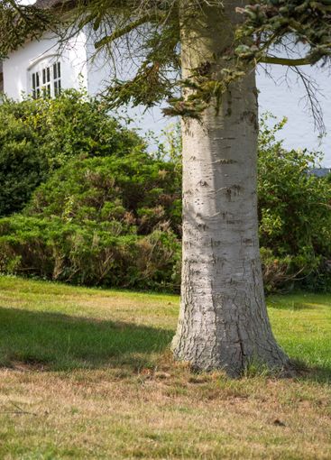 Grass, green and tree in garden of home with ecology,...