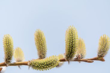 Nature awakes in spring. Blooming willow twigs and furry...