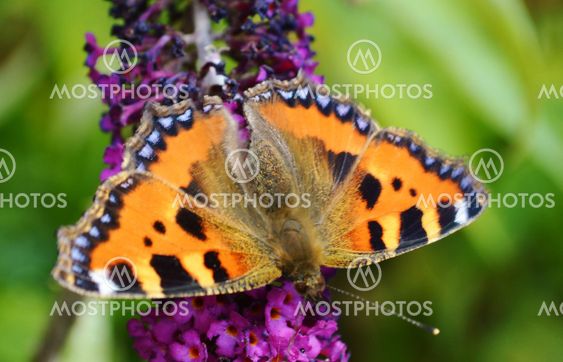 Small Tortoiseshell (Aglais urticae).