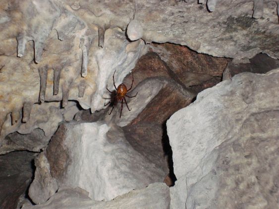 Göteborgs bastioner - spider