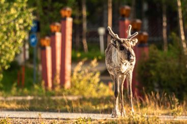 Renar står på en väg i Lappland på kvällen. Rangifer...