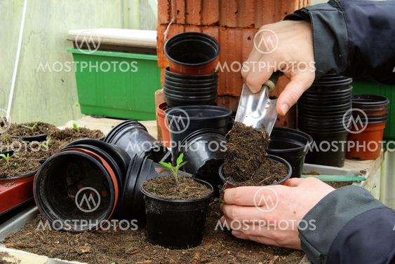 Tomatenpflanze - tomato plant 21