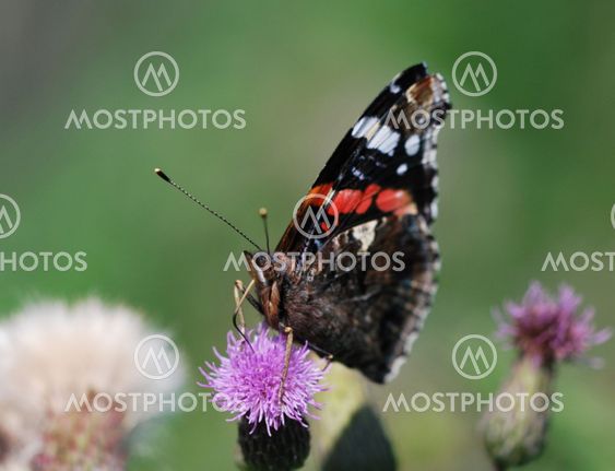 Butterfly! butterfly!