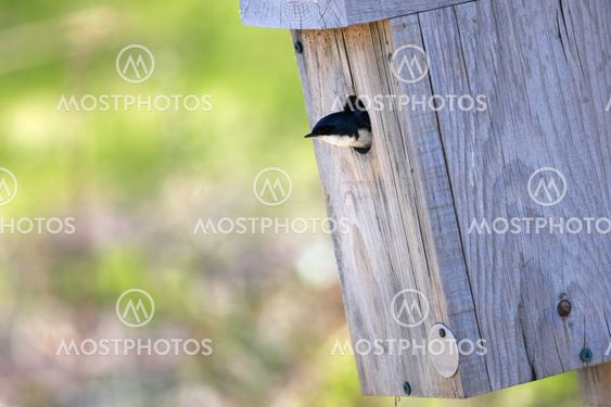Utelias puun Swallow