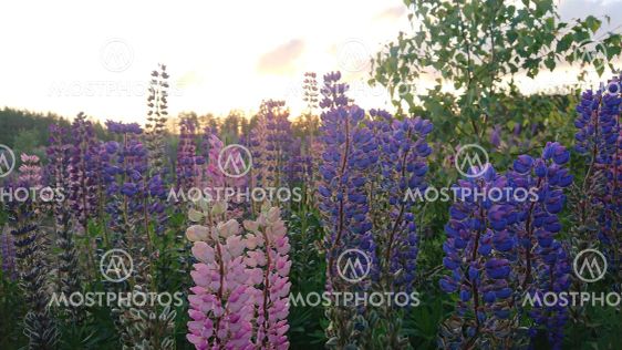 Summer flowers