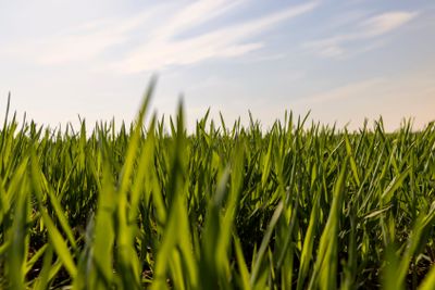 a new wheat crop in the spring season, new sprouts