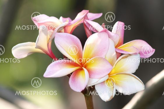 Branch of tropical flowers frangipani (plumeria)