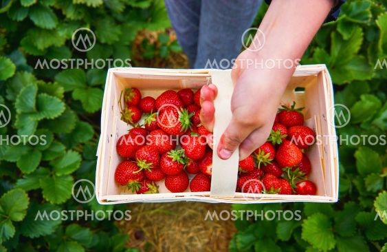 Child holds a wooden basket with strawberries in his...