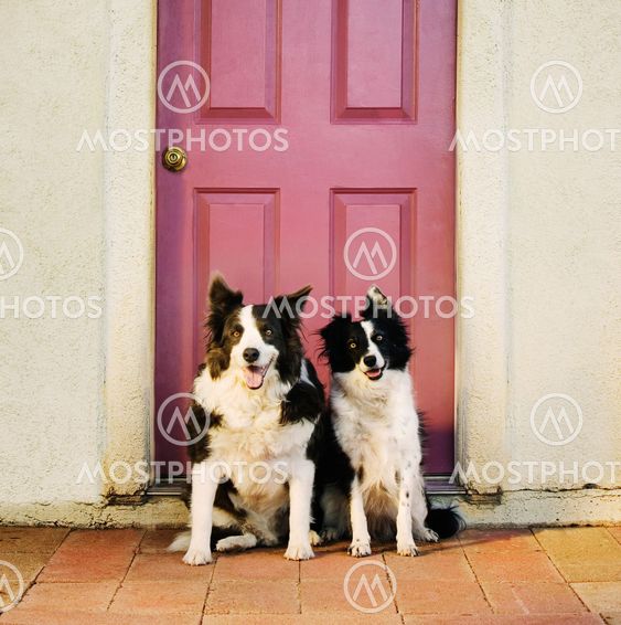 Border Collies an eine Purple Door